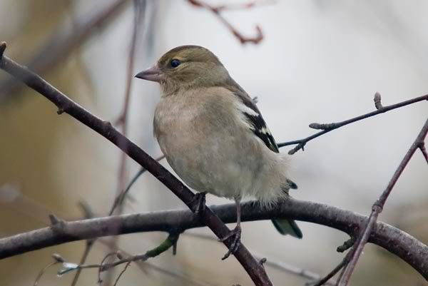 Femalechaffinch.jpg