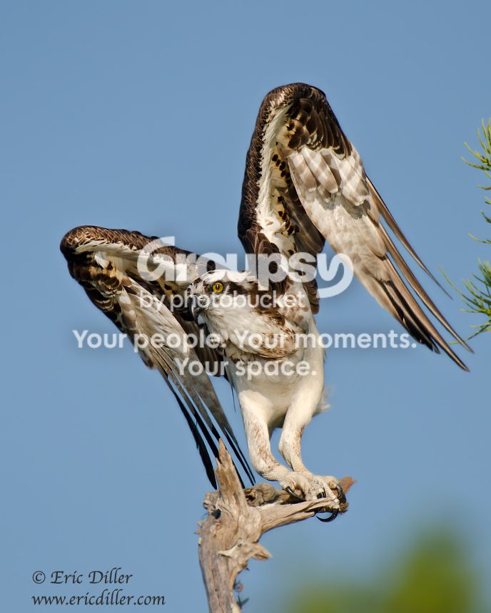 _ECD6995-copy860.jpg