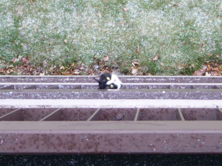 staringcat.jpg