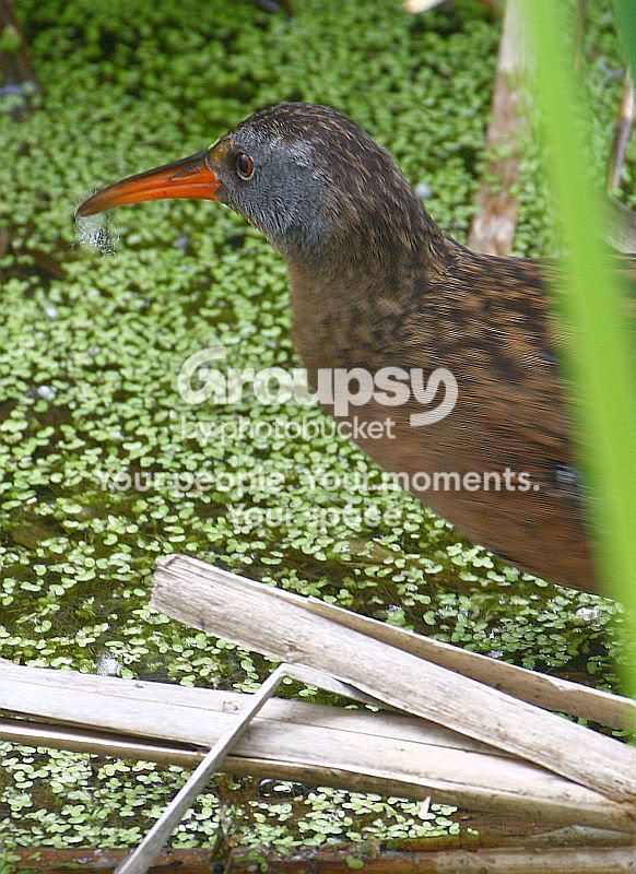 IMG_8154sm.jpg