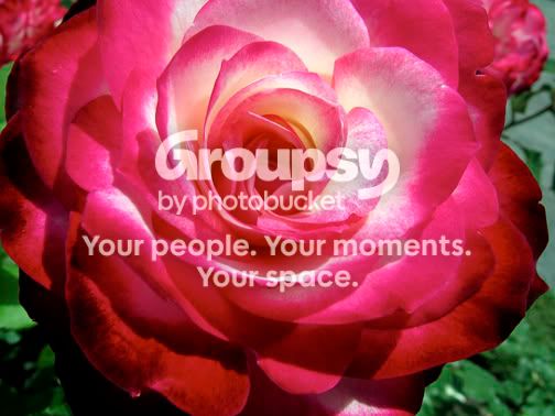 cherryparfaitrose_22003ppf.jpg