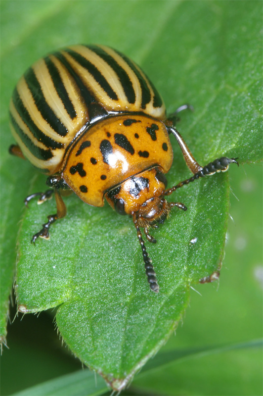 colorado_beetle_01.jpg