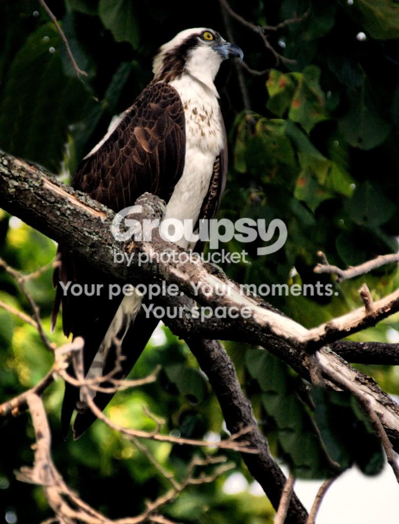 Osprey2m.jpg