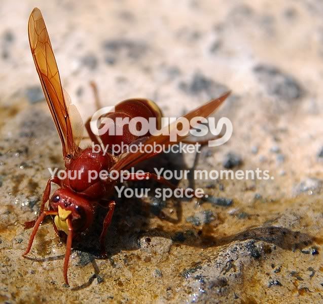 wasp37.jpg