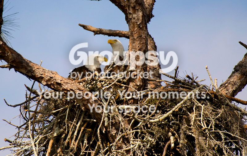 ECD_3381copy.jpg