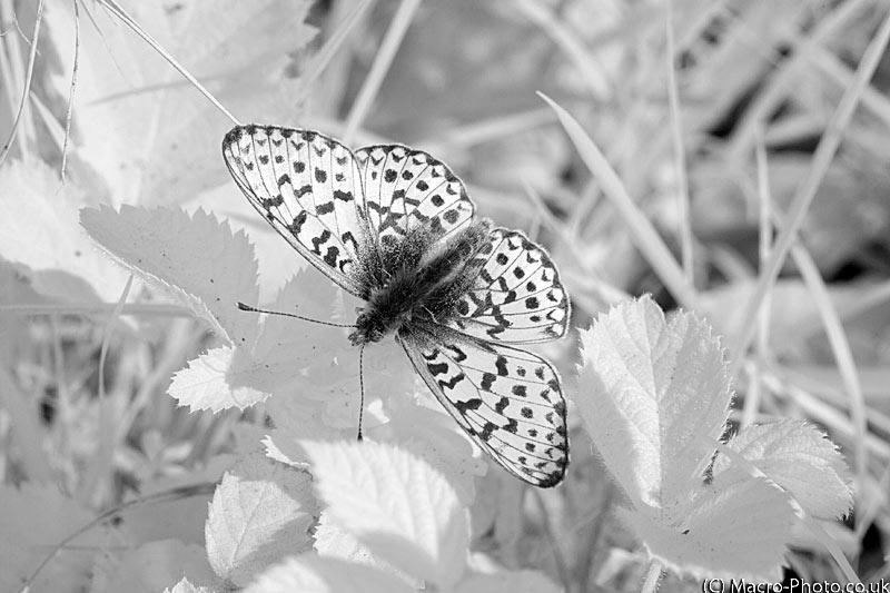 IR1-BW20110502_0360.jpg