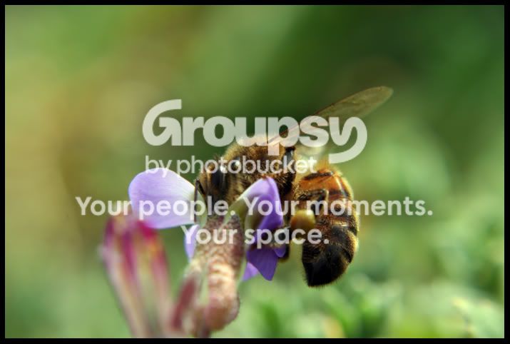 Bee6.jpg