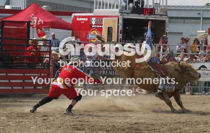 bull2web.jpg