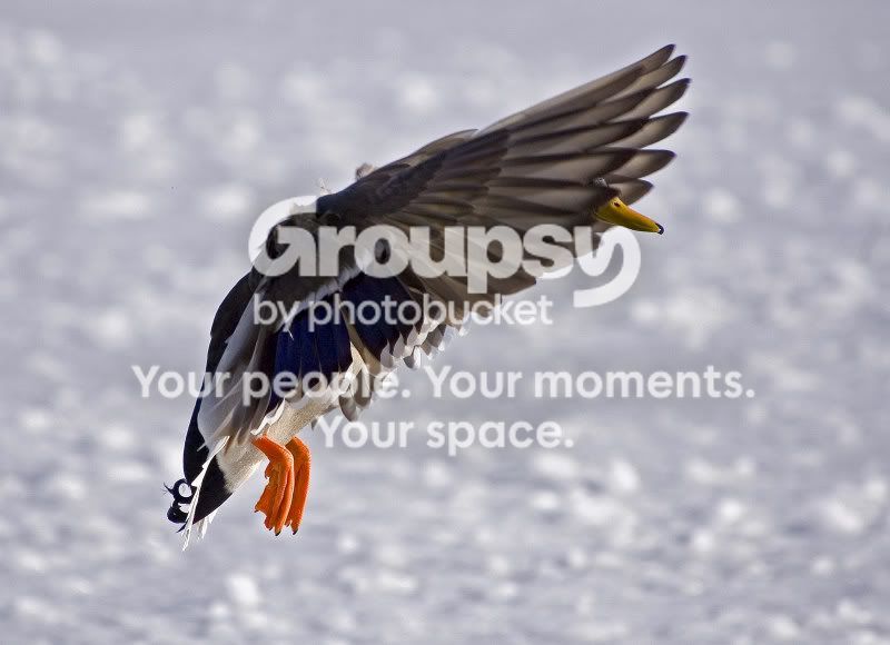 DSC_4466e0412websize.jpg