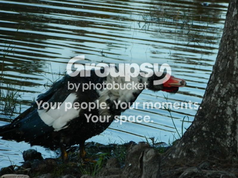 duck2.jpg