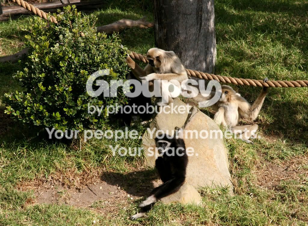 monkeys1.jpg