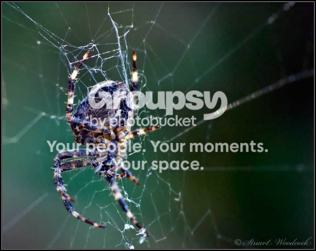 Araneidae-Araneusdiadematus.jpg