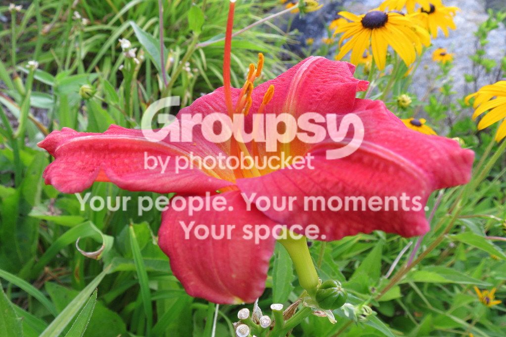 flower3.jpg