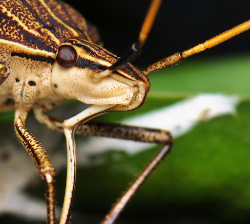 StinkBeetle.jpg