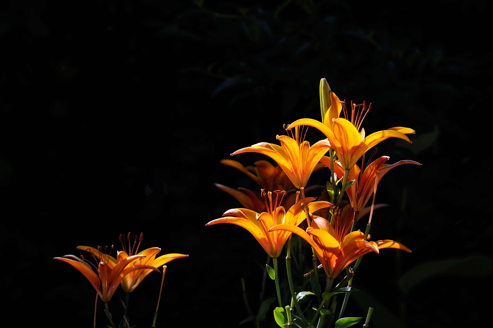 DSC_00291-X3.jpg