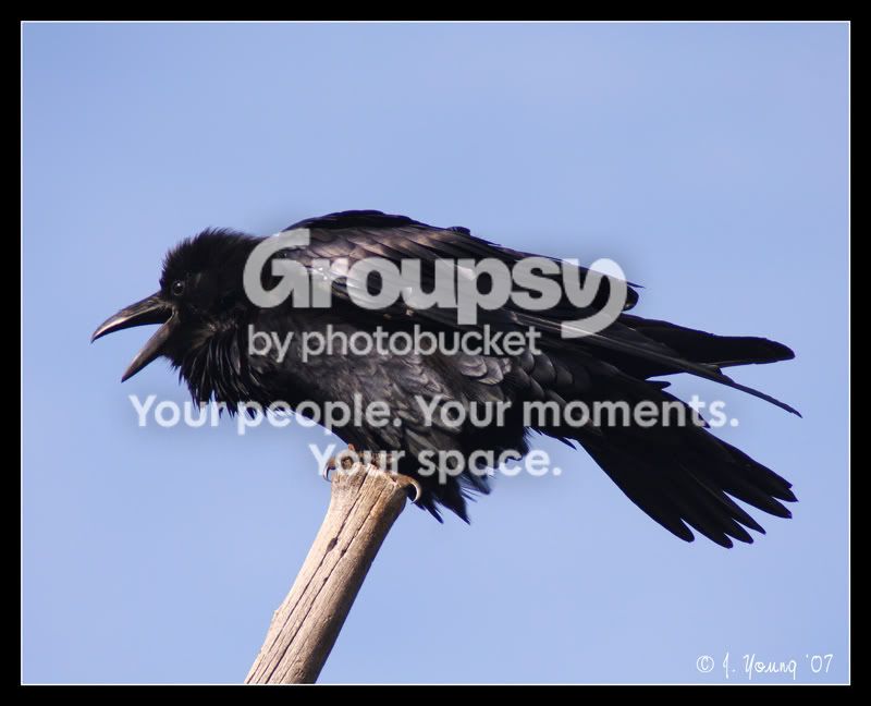 Raven.jpg