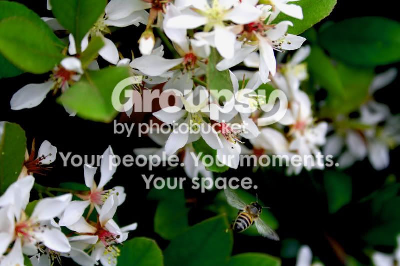 beeandflower.jpg