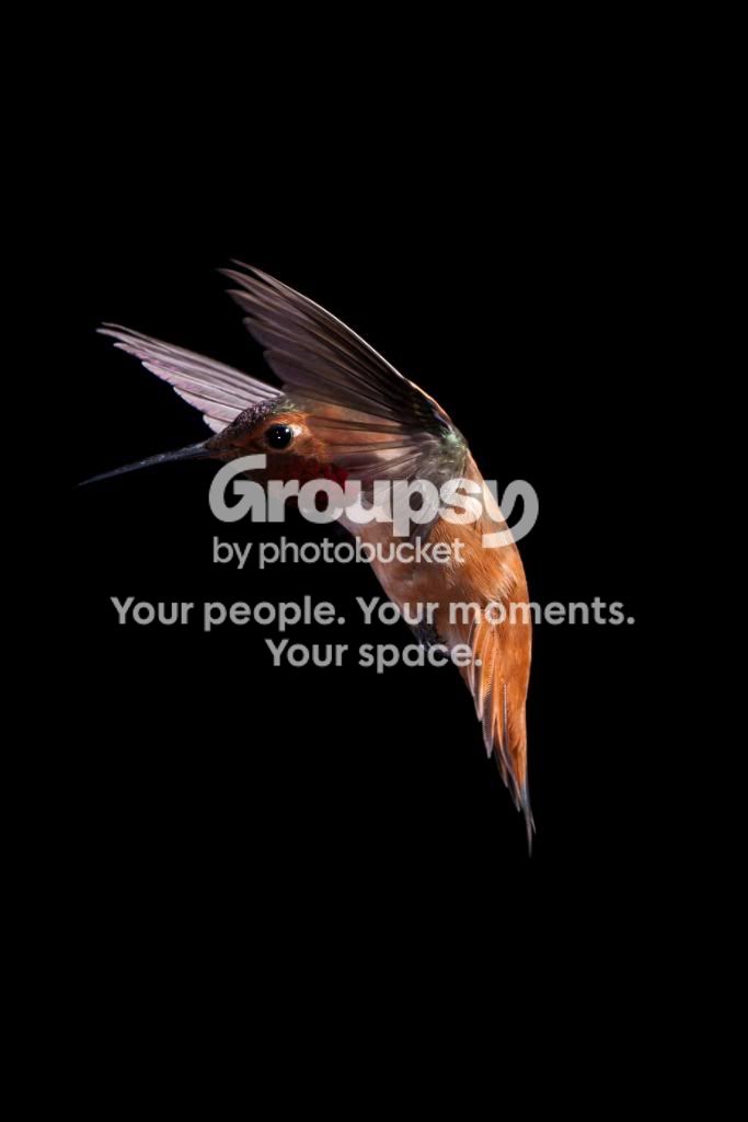HUMMINGBIRD47.jpg