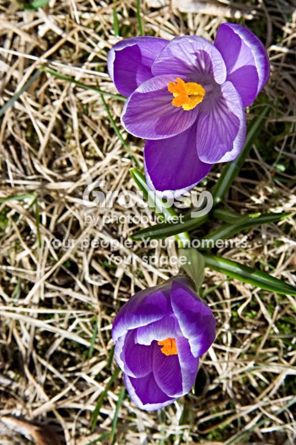 Crocus1.jpg