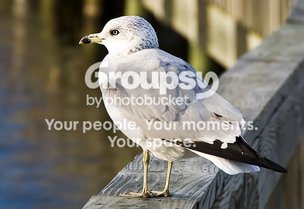 seagull.jpg