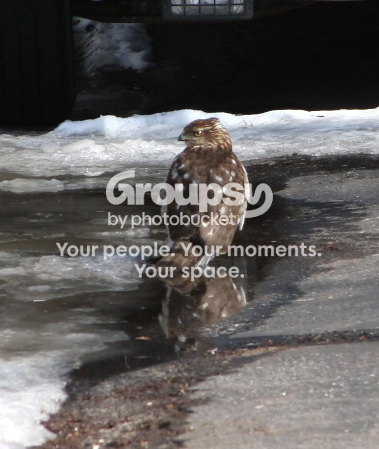 DrivewayHawk2.jpg