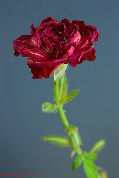 baked_rose02.jpg