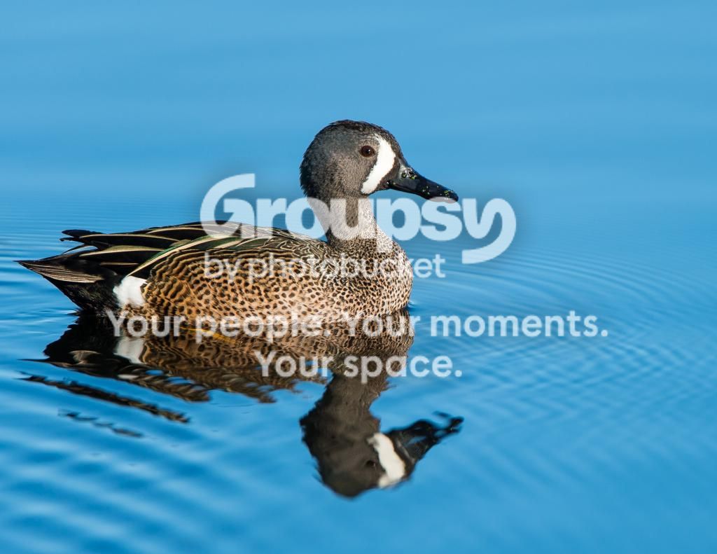 BlueWingTeal1_zps030325c9.jpg