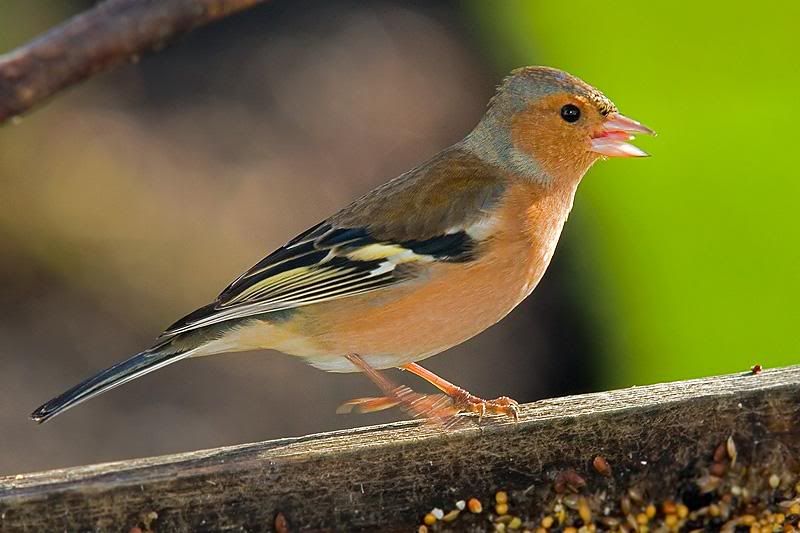 Dancing-Chaffinch.jpg