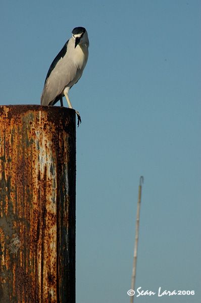 bird3.jpg
