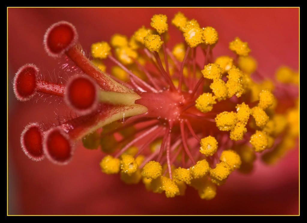 FlowerBorder.jpg