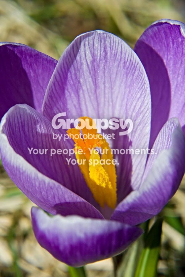 crocus2.jpg