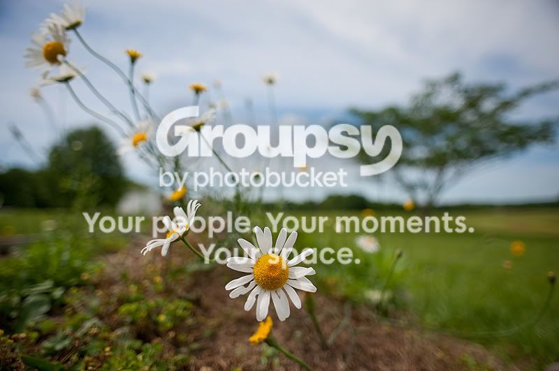 daisy20mm-F28SS1250.jpg