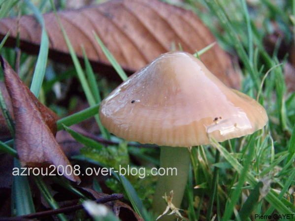 champignon_beige_clair.jpg