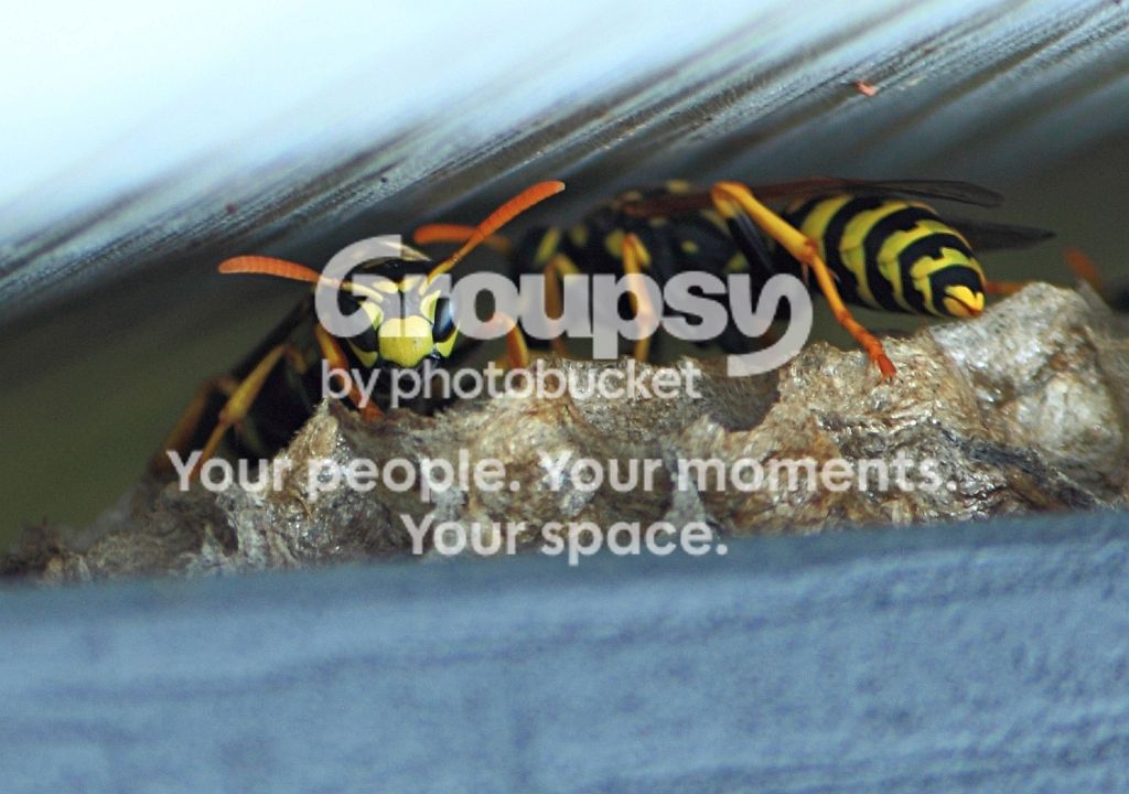 Wasp1rs.jpg