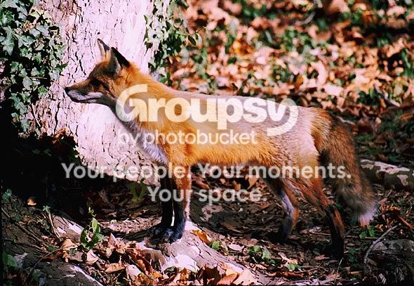 Foxy1.jpg