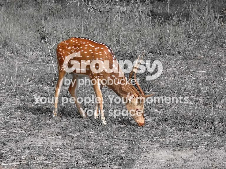 deerbw.jpg
