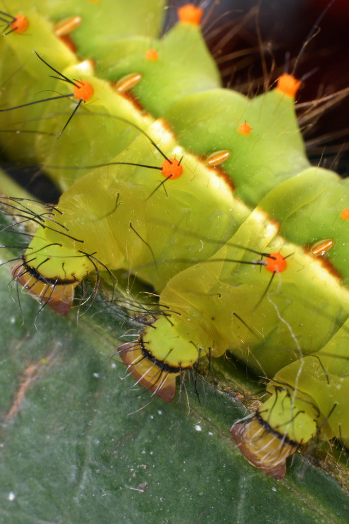 moon_moth_06.jpg