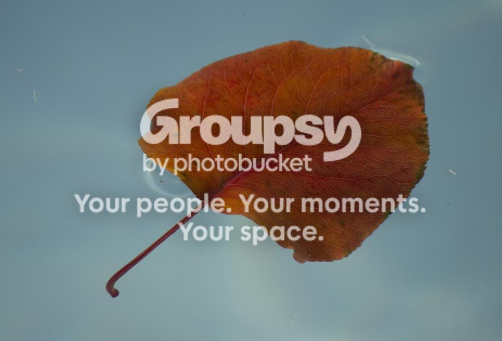 leaf3_zps98950709.jpg
