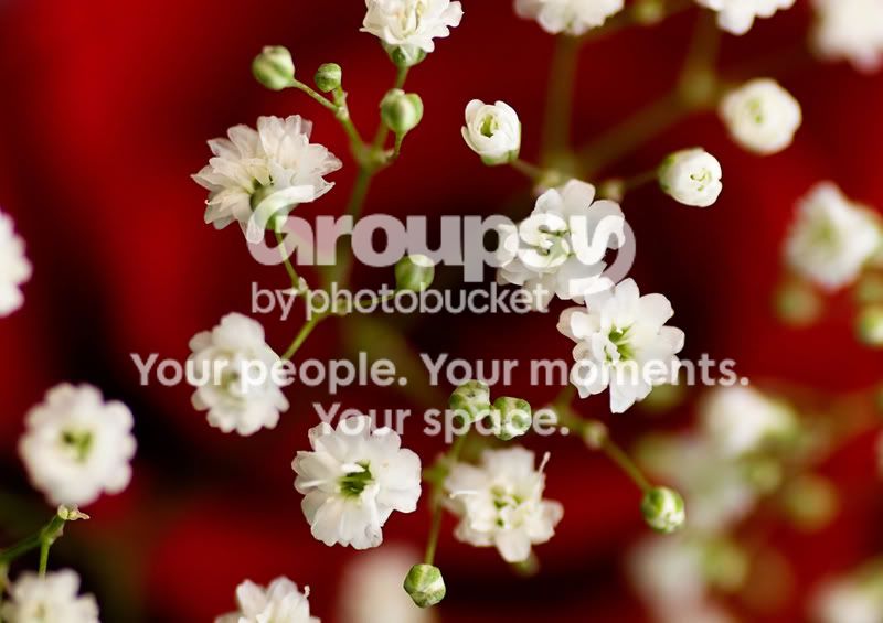 babybreath2.jpg