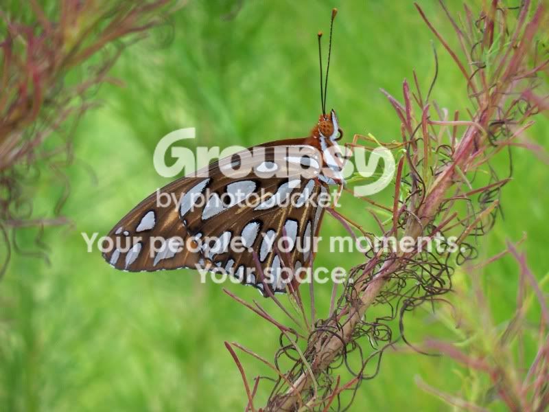 Butterflyweb.jpg