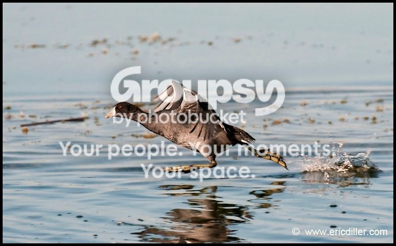 PIC_8545copy.jpg