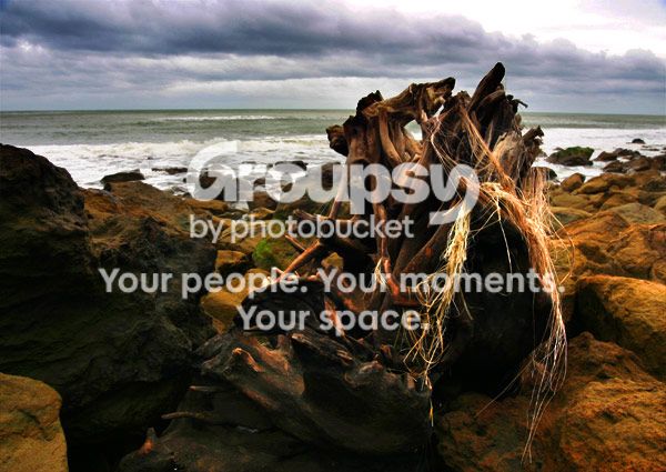 hairy-stump.jpg