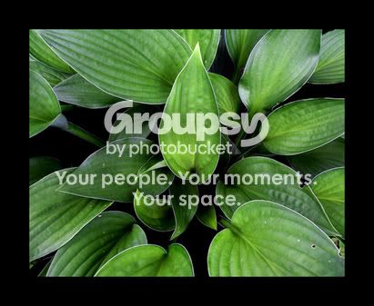 biggreenplant.jpg