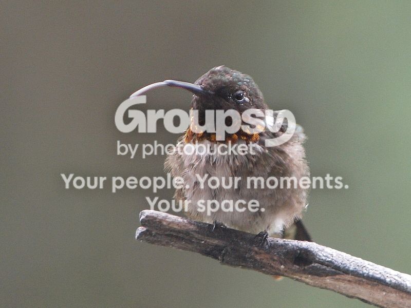 Tongue.jpg