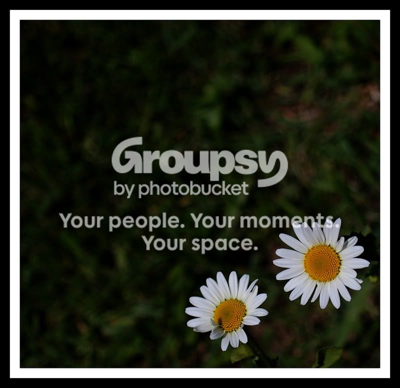 daisies.jpg