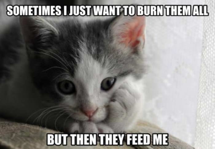 in_a_cats_mind.jpg