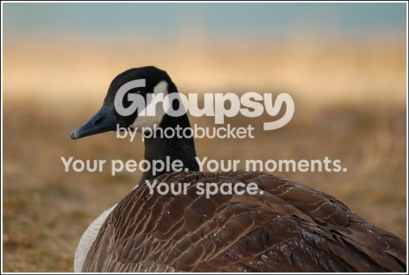 Golden-Goose.jpg