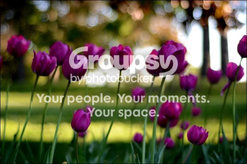 tulips2.jpg