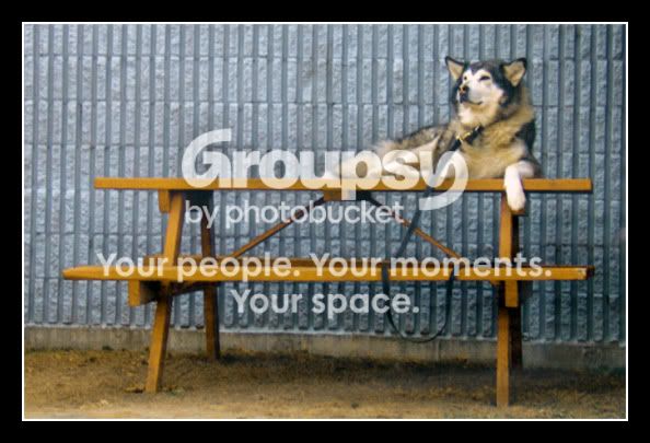 husky_on_table.jpg