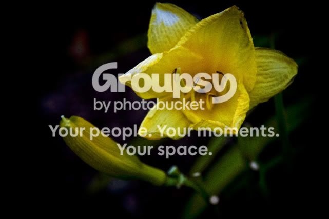 flower6.jpg